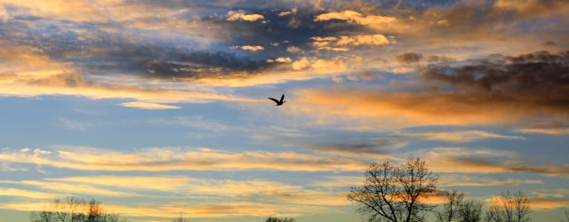 Bird Flying at Sunset - Free High Resolution Photo