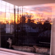 Cat Watching Sunrise through Window - Free High Resolution Photo Cat Watching Sunrise through Window - Free High Resolution Photo