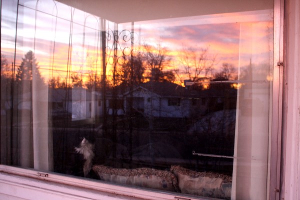 Cat Watching Sunrise through Window - Free High Resolution Photo