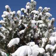 Christmas Lights on Snowy Tree - Free High Resolution Photo