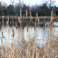 Dry Cattails by Edge of Pond - Free High Resolution Photo