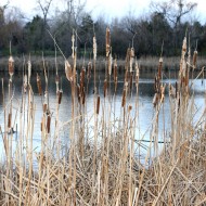 Dry Cattails by Edge of Pond - Free High Resolution Photo Dry Cattails by Edge of Pond - Free High Resolution Photo