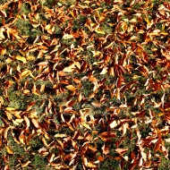 Fall Leaves on Grass Texture - Free High Resolution Photo Fall Leaves on Grass Texture - Free High Resolution Photo