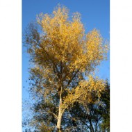 fall-tree-with-golden-leaves-thumbnail