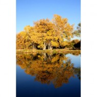 fall-trees-by-lake-thumbnail