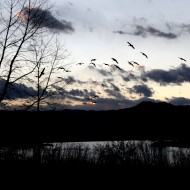 Geese Flying over Lake at Dusk - Free High Resolution Photo Geese Flying over Lake at Dusk - Free High Resolution Photo