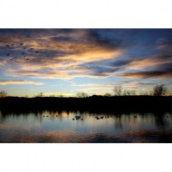 geese-flying-over-lake-at-sunset-thumbnail