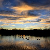 Geese on Lake at Sunset - Free High Resolution Photo