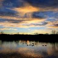Geese on Lake at Sunset - Free High Resolution Photo Geese on Lake at Sunset - Free High Resolution Photo