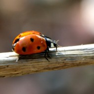 Ladybug on a Stick - Free photo Ladybug on a Stick - Free photo