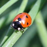 Ladybug on Blade of Grass - Free Close Up Photo Ladybug on Blade of Grass - Free Close Up Photo
