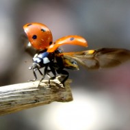 Ladybug Taking Flight - Free photo Ladybug Taking Flight - Free photo