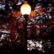 Lit Street Lamp Among Pine Branches at Dusk - Free High Resolution Photo