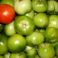 One Ripe Tomato Among Many Green Ones - Free high resolution photo One Ripe Tomato Among Many Green Ones - Free high resolution photo