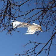 Plastic Bag Caught in Tree Branches - Free High Resolution Photo Plastic Bag Caught in Tree Branches - Free High Resolution Photo
