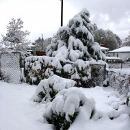 Snow Covered Garden - Free High Resolution Photo