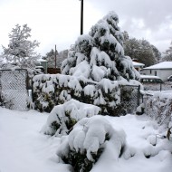 Snow Covered Garden - Free High Resolution Photo Snow Covered Garden - Free High Resolution Photo