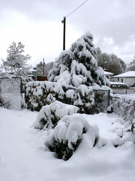 Snow Covered Garden - Free High Resolution Photo