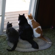 Three Cats Looking Out Back Door - Free High Resolution Photo Three Cats Looking Out Back Door - Free High Resolution Photo