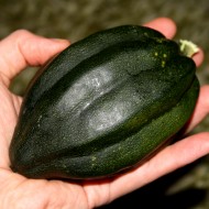 Tiny Acorn Squash - Free High Resolution Photo Tiny Acorn Squash - Free High Resolution Photo