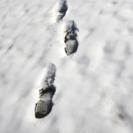 Trail of Footprints in Snow - Free High Resolution Photo