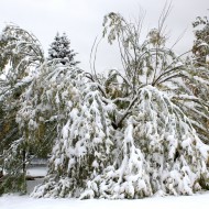 Tree Damaged by Fall Snow Storm - Free High Resolution Photo