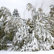 Tree Damaged by Fall Snow Storm - Free High Resolution Photo Tree Damaged by Fall Snow Storm - Free High Resolution Photo