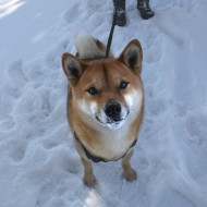 Walking the Dog in the Snow - Free High Resolution Photo