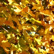 Yellow Fall Maple Leaves in Sunlight Texture - Free High Resolution Photo Yellow Fall Maple Leaves in Sunlight Texture - Free High Resolution Photo