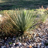 Yucca Plant in Rock Garden - Free High Resolution Photo