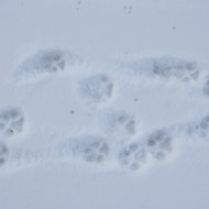 Dog Paw Prints in the Snow - Free High Resolution Photo