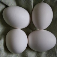 Eggs on Green Dish Towel - Free High Resolution Photo Eggs on Green Dish Towel - Free High Resolution Photo