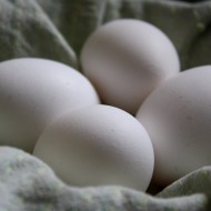 Four White Eggs - Free High Resolution Photo Four White Eggs - Free High Resolution Photo