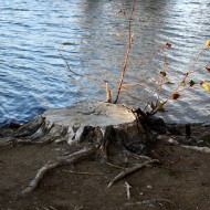 Tree Stump by Edge of Water - Free High Resolution Photo