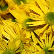 Yellow Daisies Close Up Texture - Free High Resolution Photo