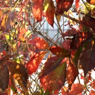 Autumn Red Virginia Creeper Vine Leaves in the Sun - Free High Resolution Photo Autumn Red Virginia Creeper Vine Leaves in the Sun - Free High Resolution Photo