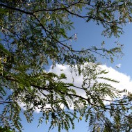 Blue Sky Seen Through Tree Leaves - Free High Resolution Photo