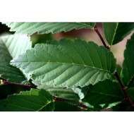 elm-leaf-close-up-thumbnail