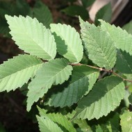 Elm Leaves - Free High Resolution Photo