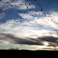 Flock of Birds in Sky - Free High Resolution Photo Flock of Birds in Sky - Free High Resolution Photo