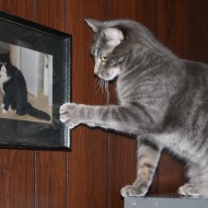 Cat Pawing at Framed Photo of Another Cat - Free High Resolution Funny Photo