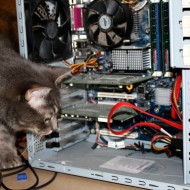 Funny Cat Peering into Desktop Computer Case - free high resolution photo