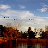 Geese Flying Over Lake - Free High Resolution Photo