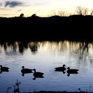 Geese Silhouetted Against Water at Dusk - Free High Resolution Photo