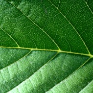 Leaf Texture - Free High Resolution Photo