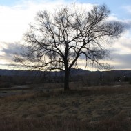Leafless Tree - Free High Resolution Photo Leafless Tree - Free High Resolution Photo