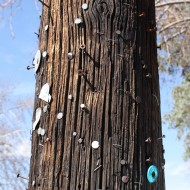 Nails and Screws Sticking out of a Telephone Pole - Free High Resolution Photo Nails and Screws Sticking out of a Telephone Pole - Free High Resolution Photo