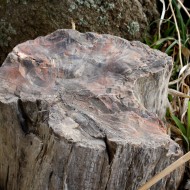 Petrified Wood in Rock Garden - Free High Resolution Photo