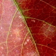 Red Leaf Texture - Free Photo Red Leaf Texture - Free Photo