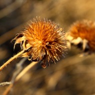 Round Wildflower Seed Pod - Free High Resolution Photo Round Wildflower Seed Pod - Free High Resolution Photo